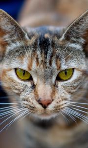 Preview wallpaper cat, face, blurred, background, opinion