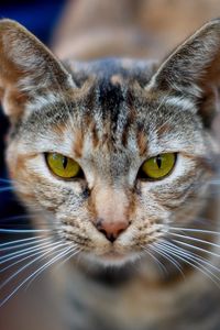 Preview wallpaper cat, face, blurred, background, opinion