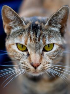 Preview wallpaper cat, face, blurred, background, opinion