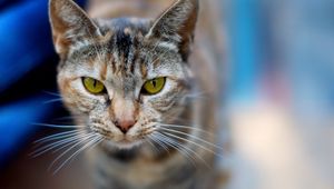 Preview wallpaper cat, face, blurred, background, opinion