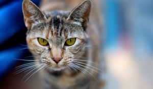 Preview wallpaper cat, face, blurred, background, opinion