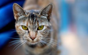 Preview wallpaper cat, face, blurred, background, opinion