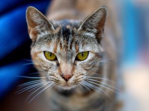 Preview wallpaper cat, face, blurred, background, opinion