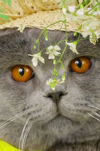 Preview wallpaper cat, face, briton, hat, flowers