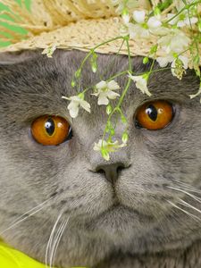 Preview wallpaper cat, face, briton, hat, flowers