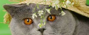 Preview wallpaper cat, face, briton, hat, flowers