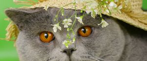 Preview wallpaper cat, face, briton, hat, flowers