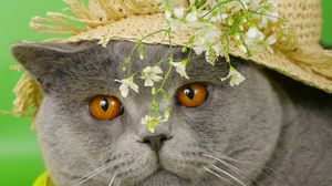 Preview wallpaper cat, face, briton, hat, flowers