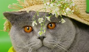 Preview wallpaper cat, face, briton, hat, flowers