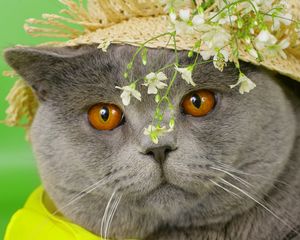 Preview wallpaper cat, face, briton, hat, flowers