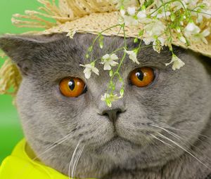 Preview wallpaper cat, face, briton, hat, flowers