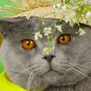 Preview wallpaper cat, face, briton, hat, flowers