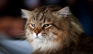 Preview wallpaper cat, face, bushy, dissatisfied