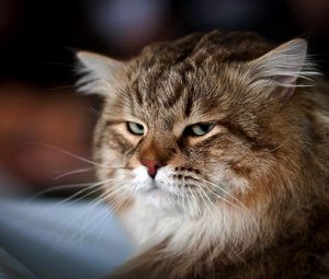Preview wallpaper cat, face, bushy, dissatisfied