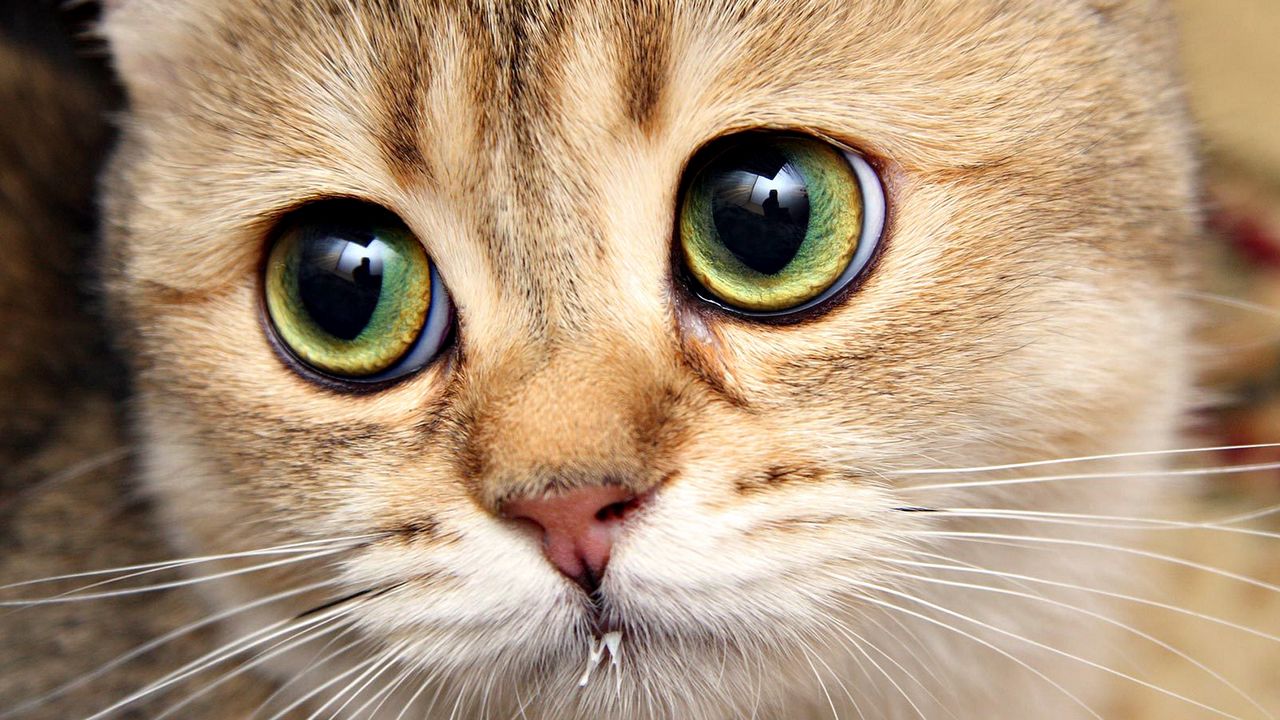Wallpaper cat, face, close-up, eyes