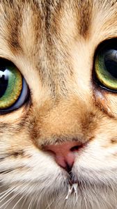 Preview wallpaper cat, face, close-up, eyes