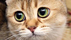 Preview wallpaper cat, face, close-up, eyes