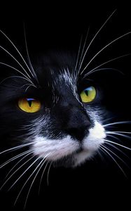 Preview wallpaper cat, face, color, shadow, dark