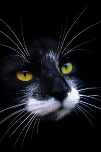 Preview wallpaper cat, face, color, shadow, dark