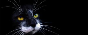 Preview wallpaper cat, face, color, shadow, dark