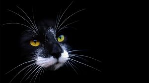 Preview wallpaper cat, face, color, shadow, dark