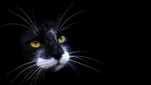 Preview wallpaper cat, face, color, shadow, dark