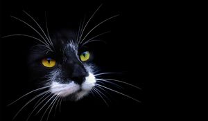 Preview wallpaper cat, face, color, shadow, dark