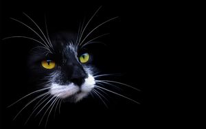 Preview wallpaper cat, face, color, shadow, dark