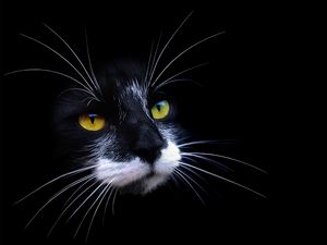 Preview wallpaper cat, face, color, shadow, dark