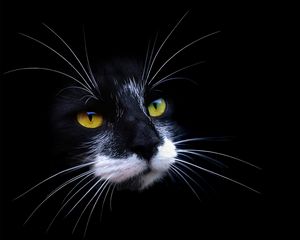 Preview wallpaper cat, face, color, shadow, dark