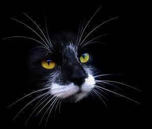 Preview wallpaper cat, face, color, shadow, dark