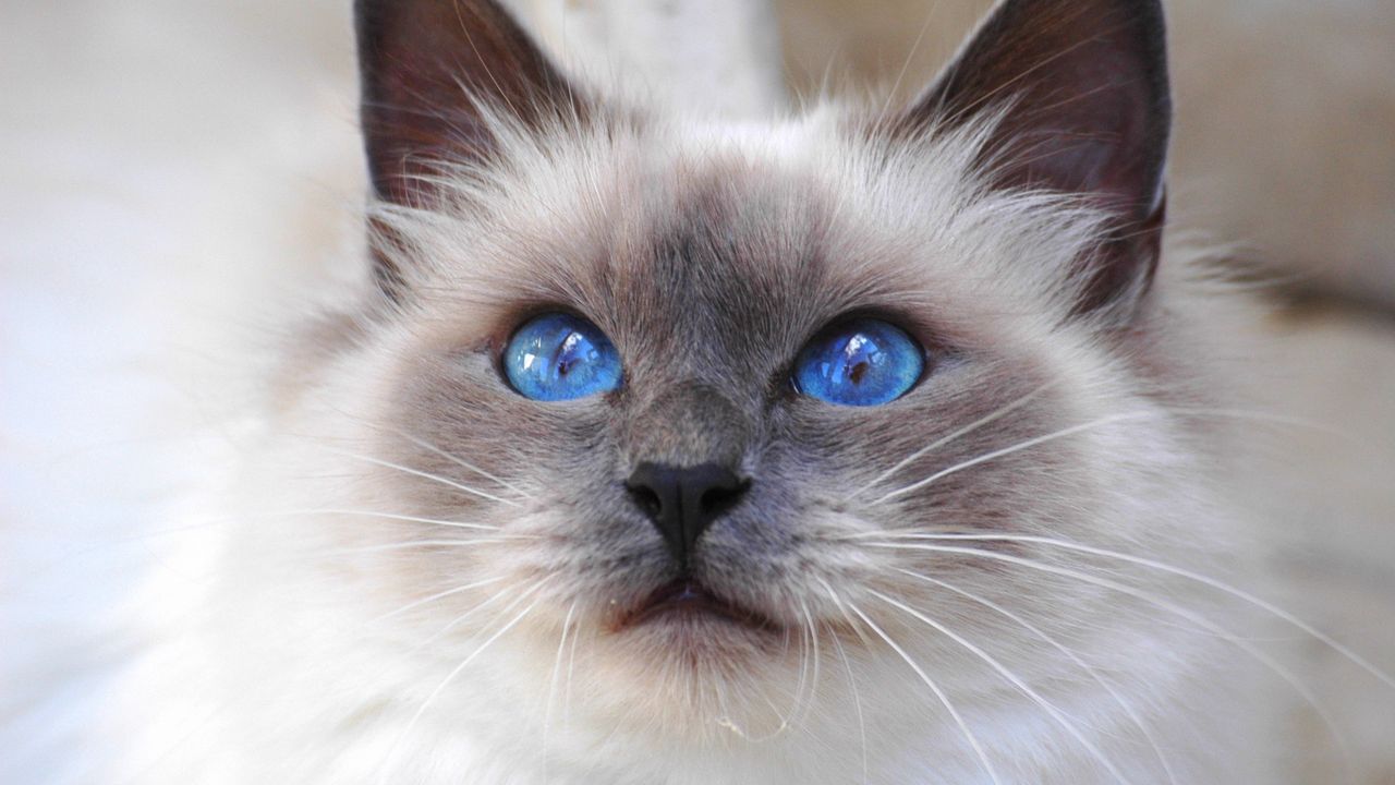 Wallpaper cat, face, color, furry, blue, eyes, cute