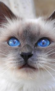 Preview wallpaper cat, face, color, furry, blue, eyes, cute