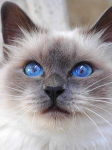 Preview wallpaper cat, face, color, furry, blue, eyes, cute