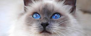 Preview wallpaper cat, face, color, furry, blue, eyes, cute