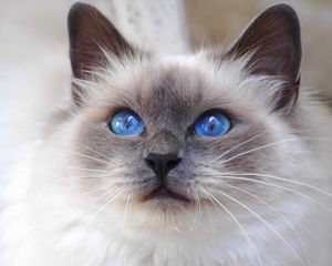 Preview wallpaper cat, face, color, furry, blue, eyes, cute