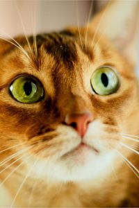 Preview wallpaper cat, face, color, concern, opinion