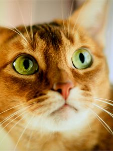 Preview wallpaper cat, face, color, concern, opinion