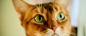 Preview wallpaper cat, face, color, concern, opinion