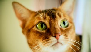 Preview wallpaper cat, face, color, concern, opinion