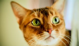 Preview wallpaper cat, face, color, concern, opinion