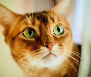 Preview wallpaper cat, face, color, concern, opinion