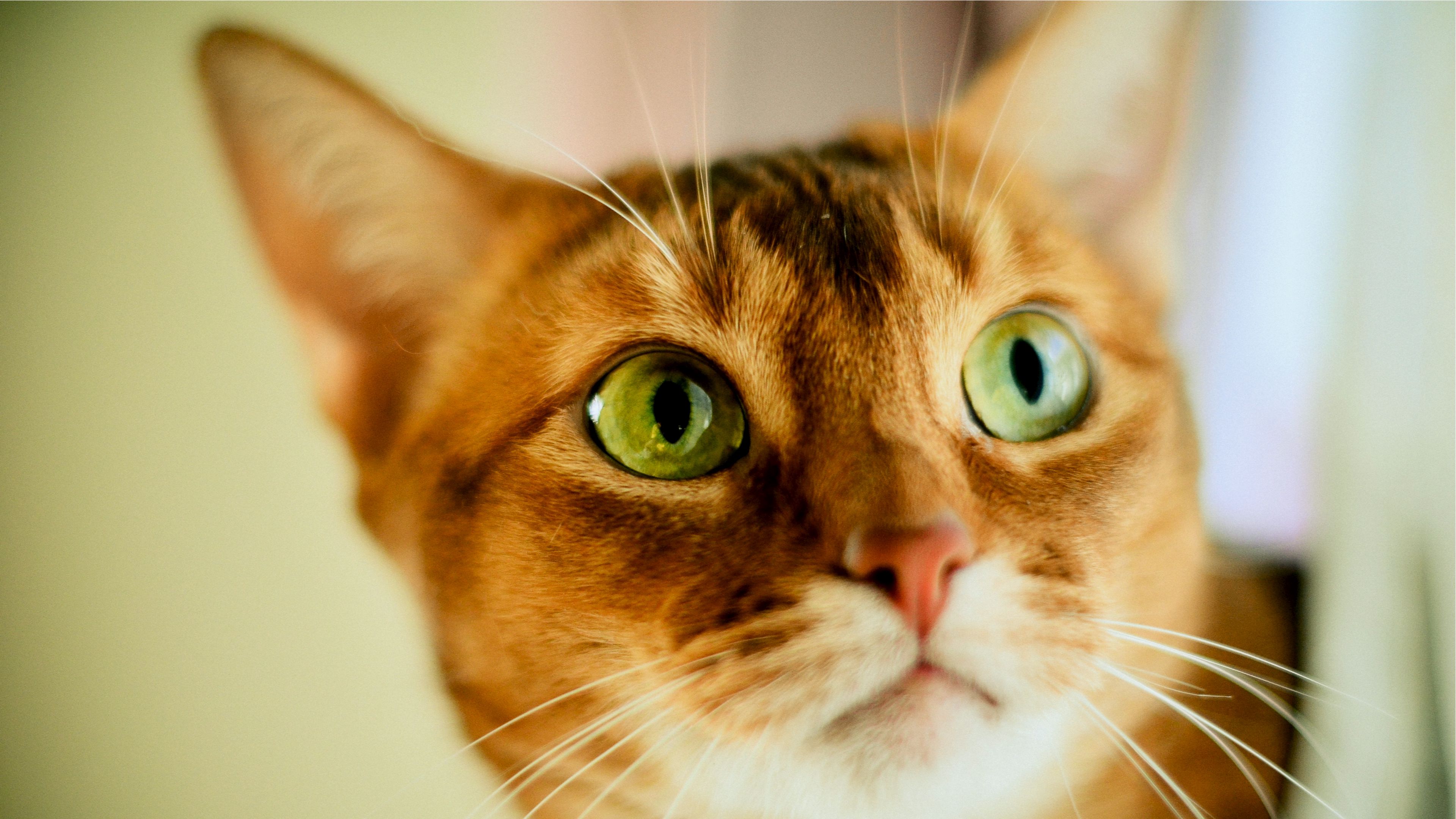 Download wallpaper 3840x2160 cat, face, color, concern, opinion 4k uhd ...