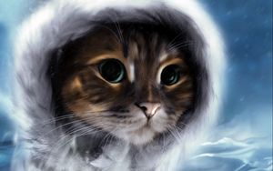 Preview wallpaper cat, face, color, fur pattern