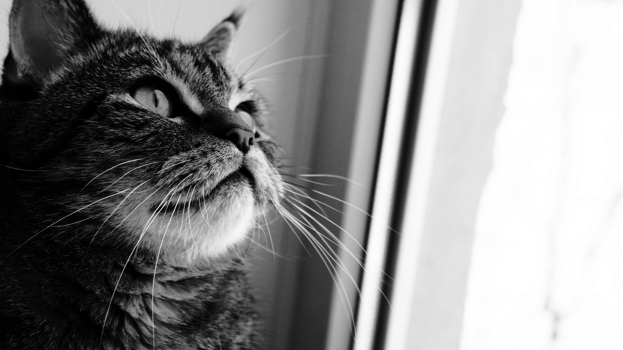 Wallpaper cat, face, curiosity, window, black white