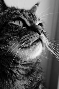 Preview wallpaper cat, face, curiosity, window, black white