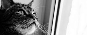 Preview wallpaper cat, face, curiosity, window, black white