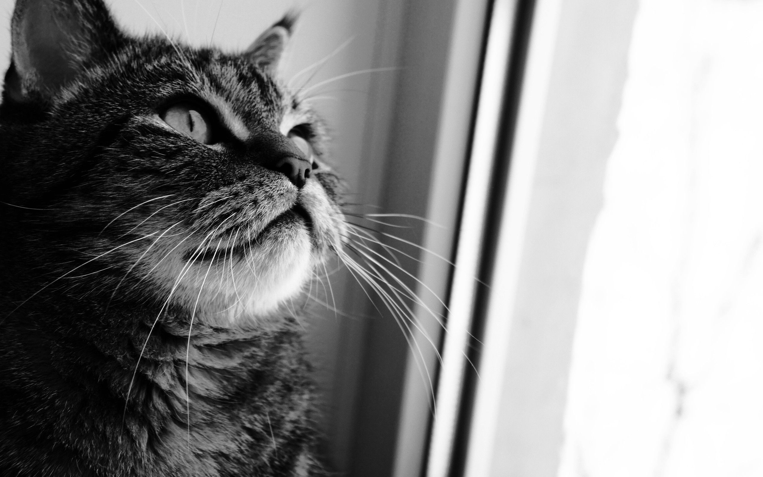 Download wallpaper 2560x1600 cat, face, curiosity, window, black white ...