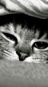 Preview wallpaper cat, face, down, eyes, black and white