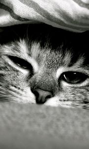 Preview wallpaper cat, face, down, eyes, black and white